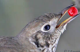 Mistle Thrush