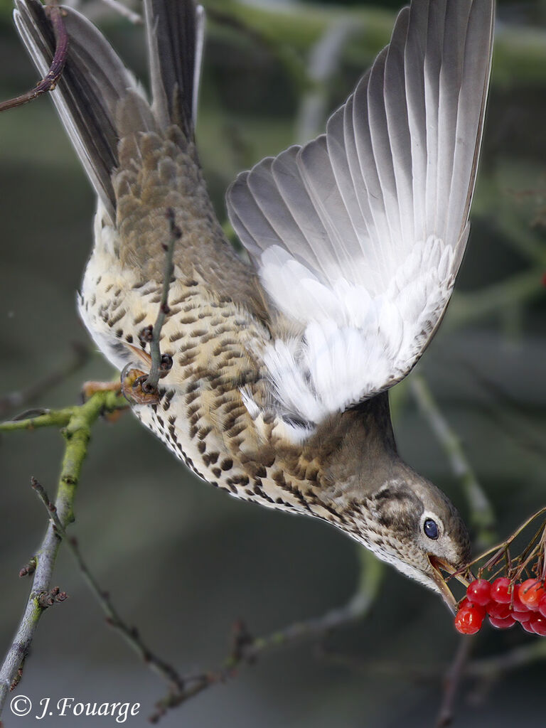 Mistle Thrush, feeding habits, Behaviour