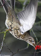 Mistle Thrush