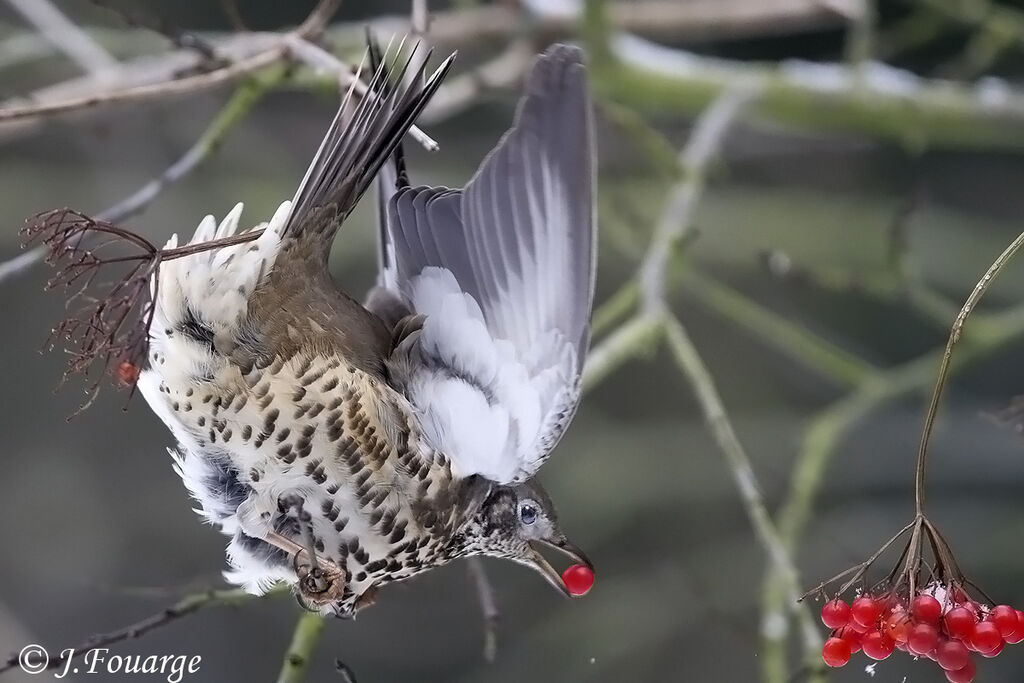 Mistle Thrush, feeding habits, Behaviour