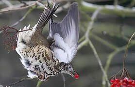 Mistle Thrush