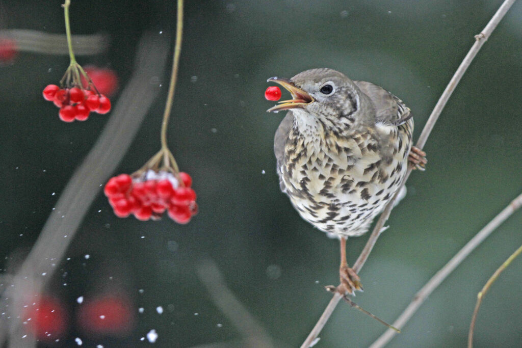 Mistle Thrush