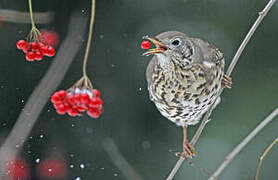 Mistle Thrush