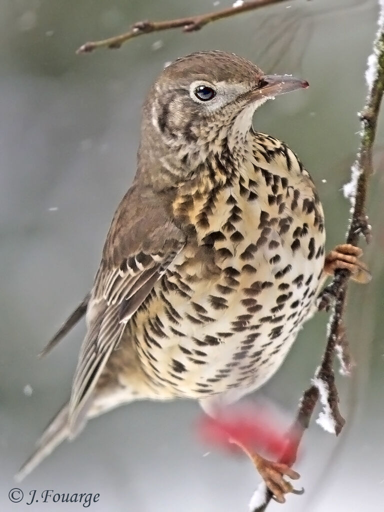 Mistle Thrush, identification, feeding habits, Behaviour