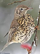 Mistle Thrush