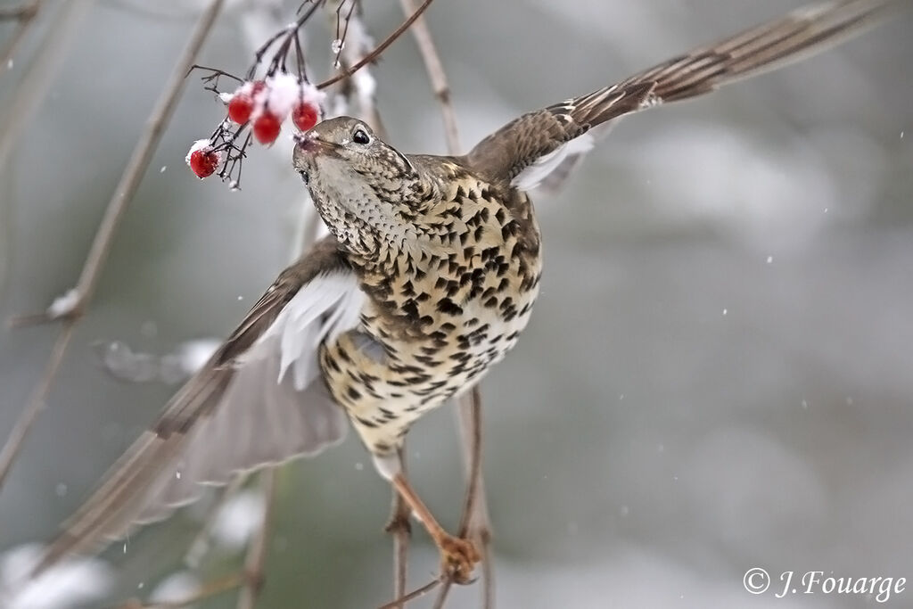 Mistle Thrush, feeding habits, Behaviour