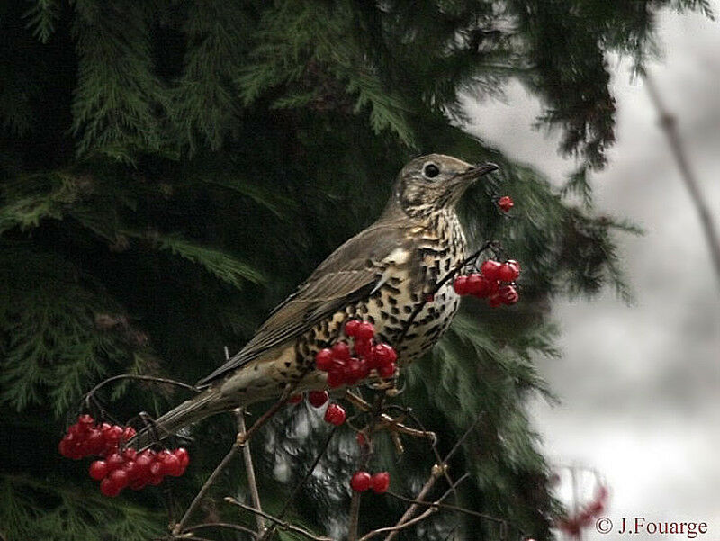 Mistle Thrush