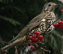 Mistle Thrush