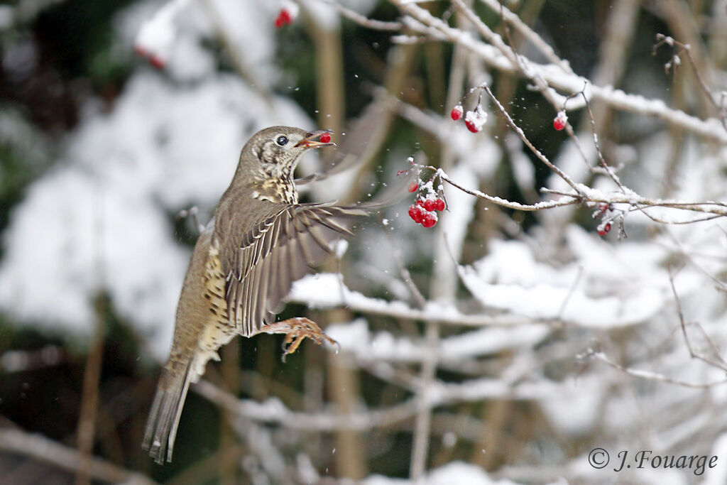 Mistle Thrush, Flight, feeding habits, Behaviour