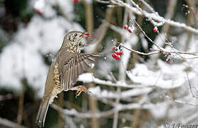 Mistle Thrush