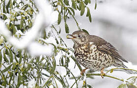 Mistle Thrush