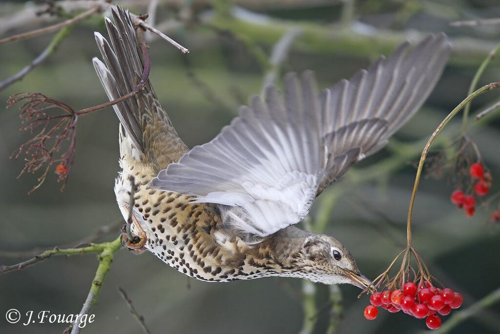 Mistle Thrush, feeding habits, Behaviour