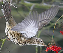 Mistle Thrush