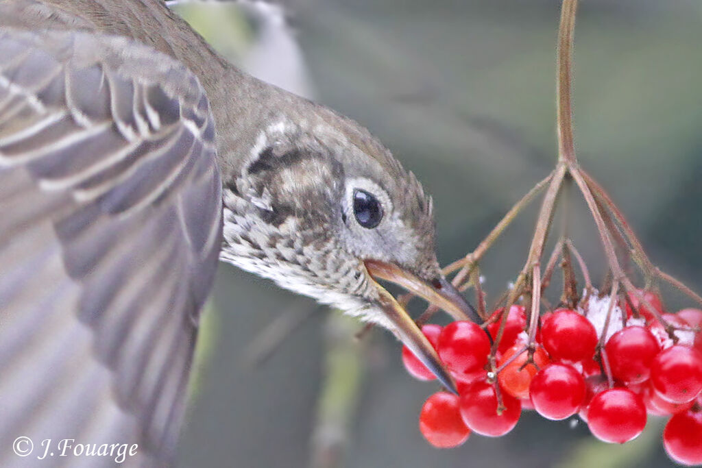 Mistle Thrush, feeding habits, Behaviour