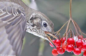 Mistle Thrush