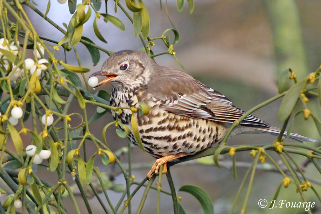 Mistle Thrush, identification, feeding habits