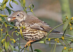 Mistle Thrush