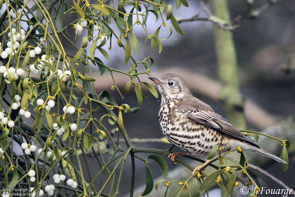 Grive draineadulte nuptial, identification, régime