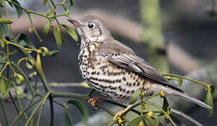 Mistle Thrush