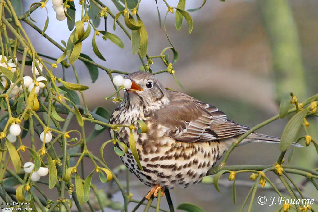 Mistle Thrushadult, feeding habits, Behaviour