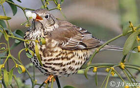 Mistle Thrush