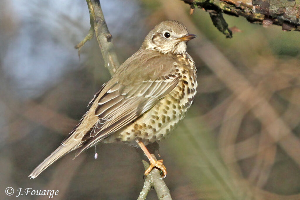 Mistle Thrush, identification, feeding habits, Behaviour