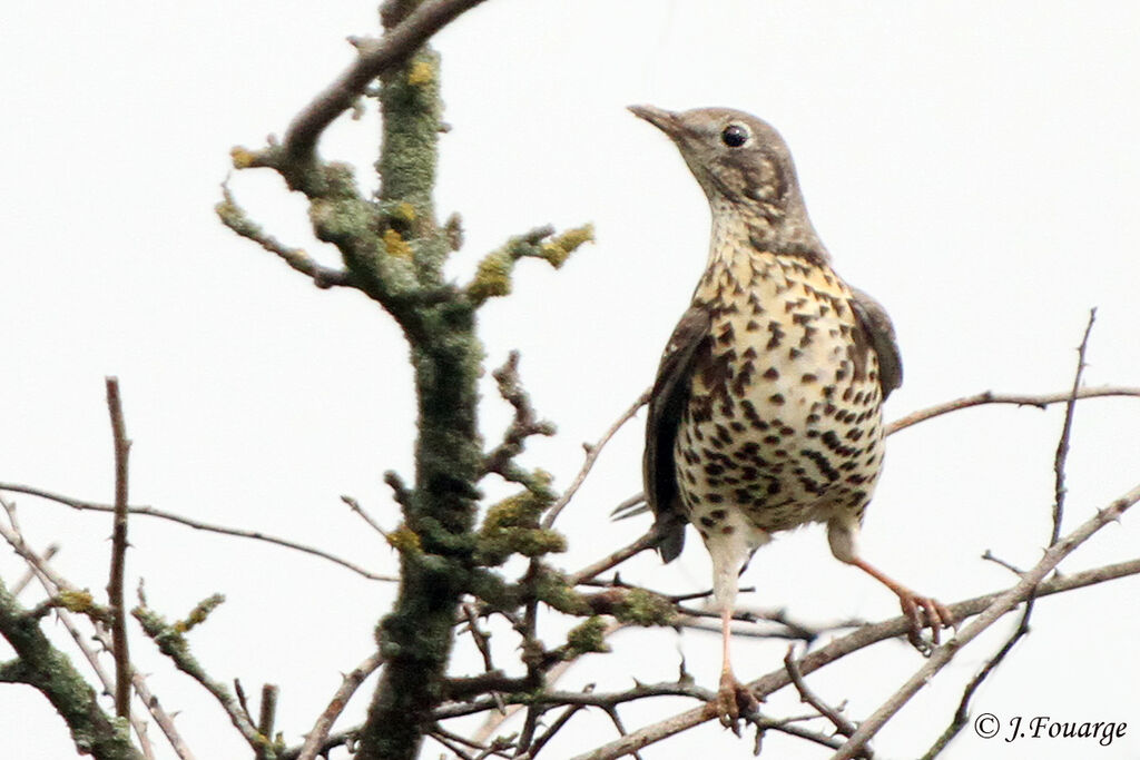 Mistle Thrush, identification