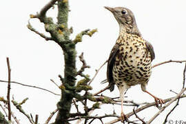 Mistle Thrush