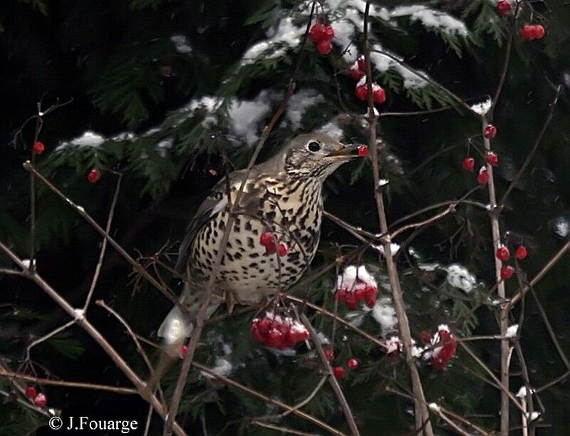 Mistle Thrush