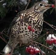 Mistle Thrush