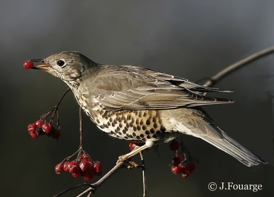 Mistle Thrush