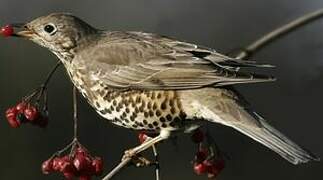 Mistle Thrush