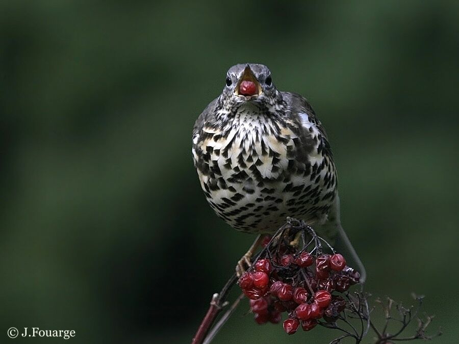 Mistle Thrush