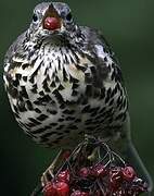 Mistle Thrush