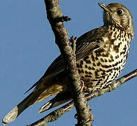 Mistle Thrush