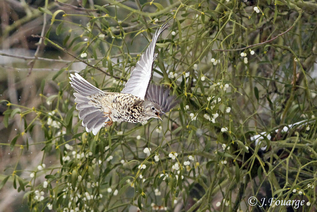 Mistle Thrush, Flight, feeding habits, Behaviour