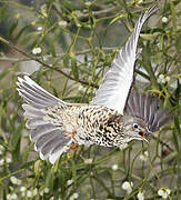 Mistle Thrush