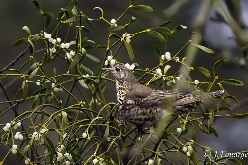 Mistle Thrush, identification, feeding habits