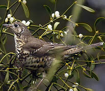 Mistle Thrush