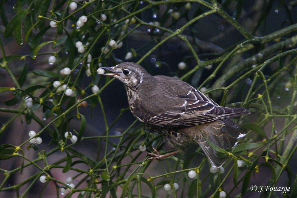 Mistle Thrush, feeding habits, Behaviour