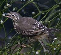 Mistle Thrush