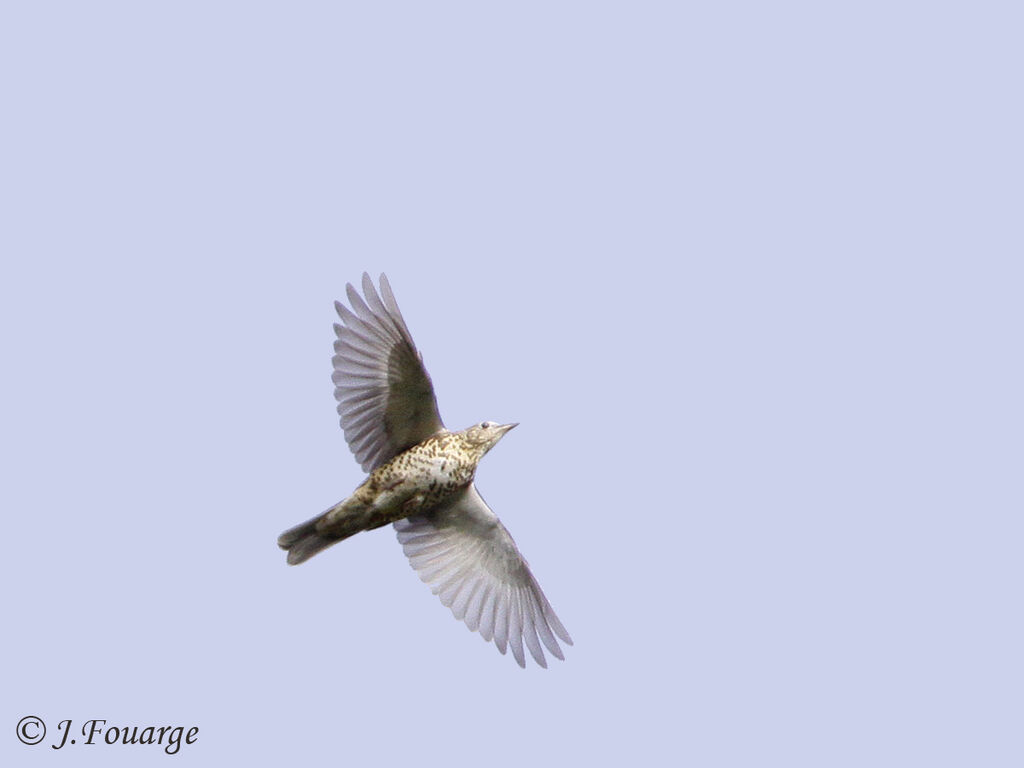 Mistle Thrush, Flight