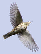 Mistle Thrush