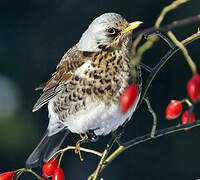 Fieldfare