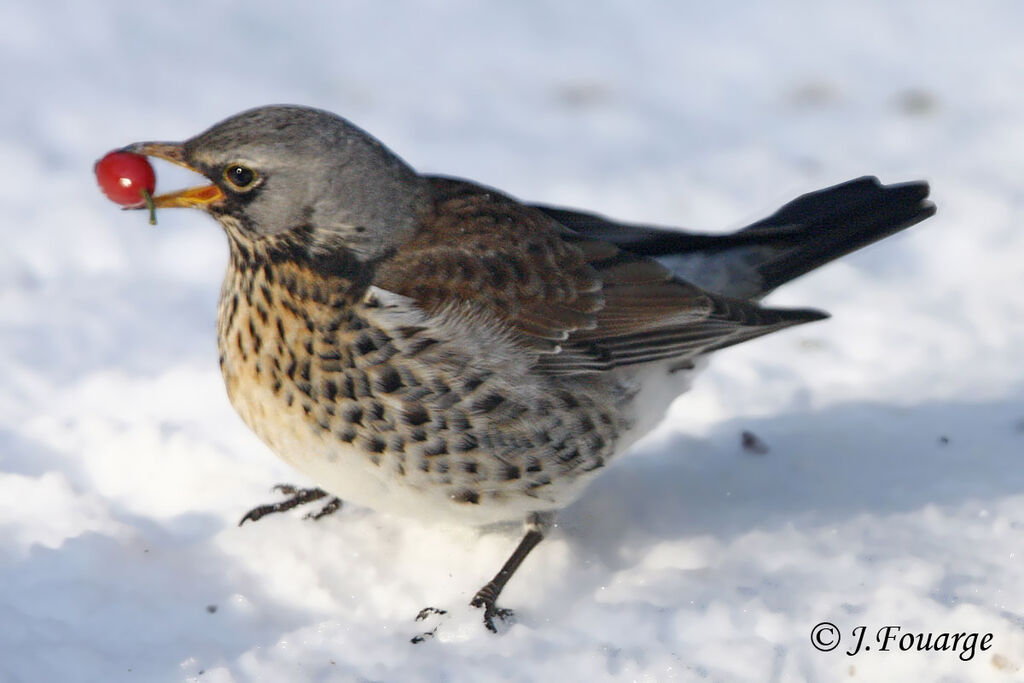 Fieldfare