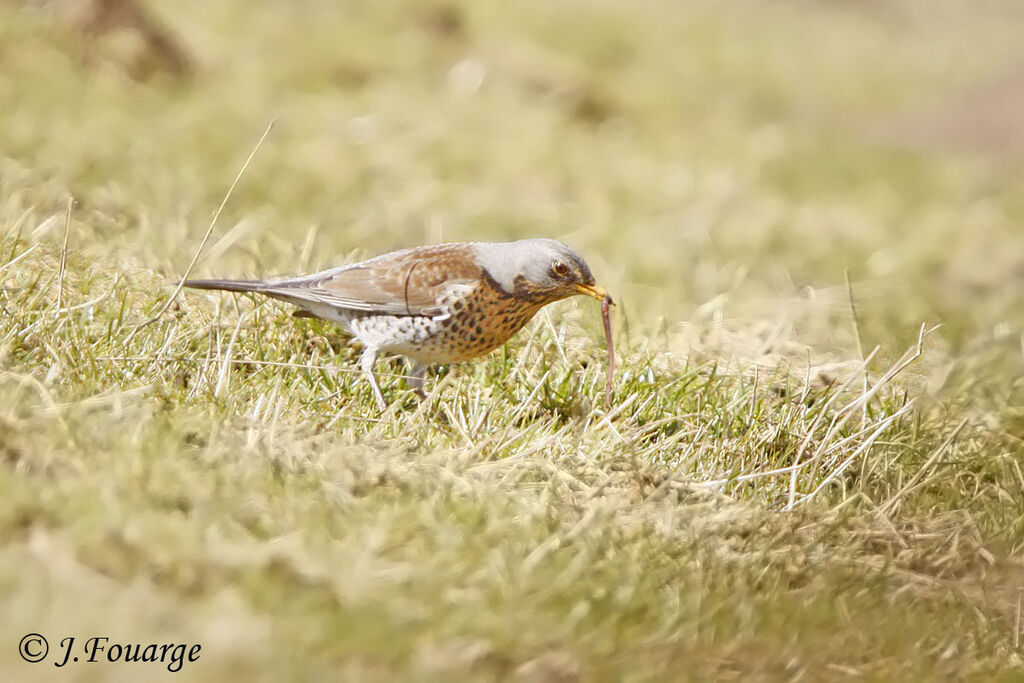 Fieldfare