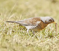 Fieldfare