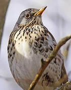 Fieldfare