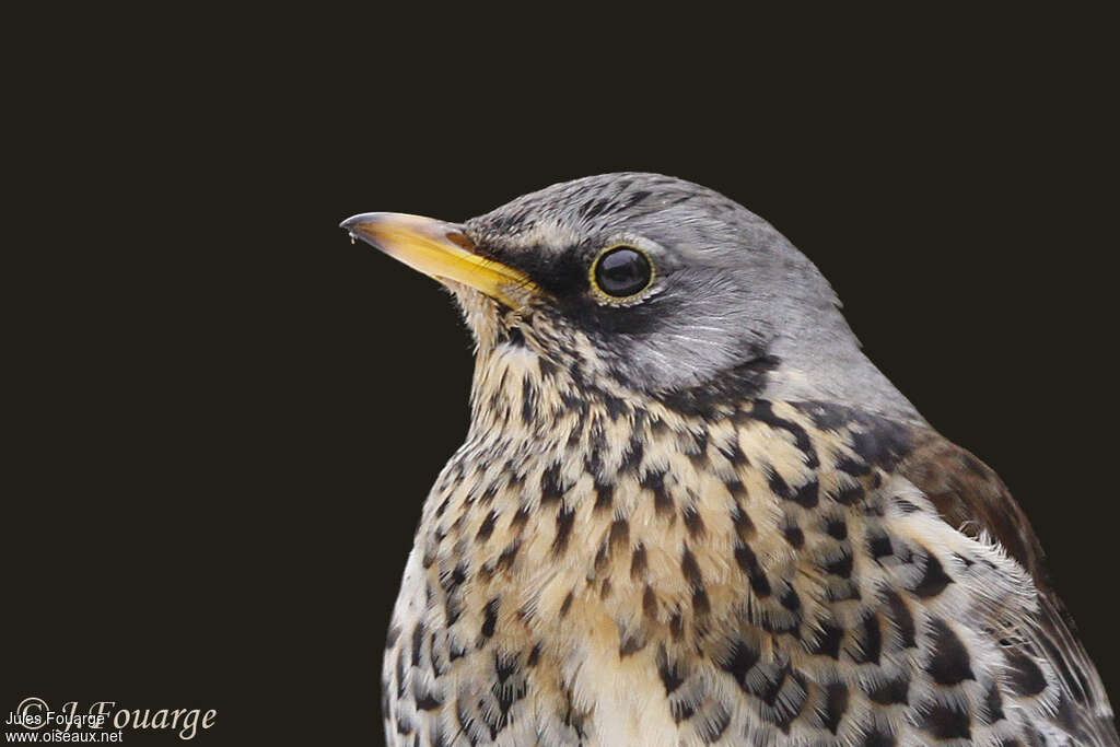 Fieldfareadult, close-up portrait