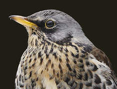 Fieldfare